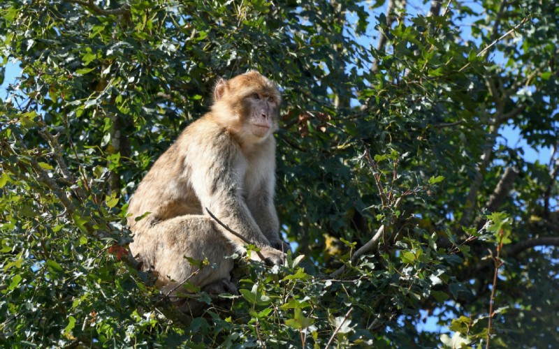 Haalbaarheidsstudies op het raakvlak van toerisme en natuurbehoud.: Berberapen in Marokko - Foto Pixabay