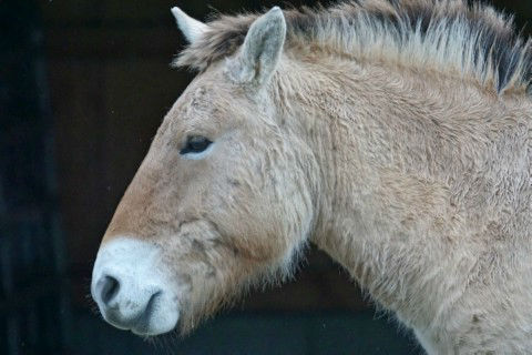 Przewalskipaard - Foto Marcel Langthim via Pixabay. Natour Stichting doet onderzoek naar toerisme en przewalskipaarden.