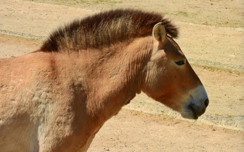 Haalbaarheidsstudies op het raakvlak van toerisme en natuurbehoud.: Przewalskipaarden in Mongolië - Foto Pixabay