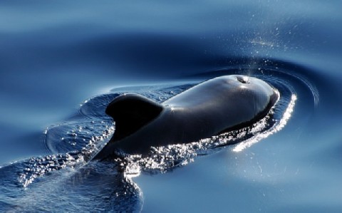 Tenerife - Indische griend - CC0 Public Domain - Max Pixel. Natour Stichting doet onderzoek naar toerisme en walsvissen en dolfijnen.