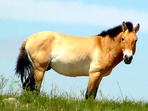 Natour Stichting - Przewalskipaard