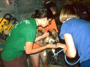 ecovolunteer@school - een van de initiatieven van de Natour Stichting - vale gier