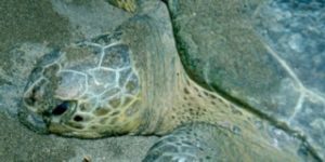 Alleen voor de afzet van eieren komen de vrouwtjes van zeeschildpadden 's nachts aan land