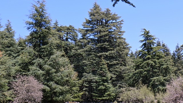 Natour Stichting - Het cederbos in Ifrane Nationaal Park - (© Peter Rens)