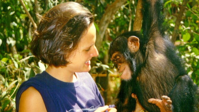 Vrijwilligster met jonge chimpanzee - Chimpanzee project in Sierra Leone (© Roel Cosijn)