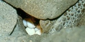 De zeeschildpad legt haar eieren in een zelfgegraven nestkuil