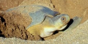 De vrouwtjes van zeeschildpadden graven boven de hoogwaterlijn met de achterpoten een nestkuil uit