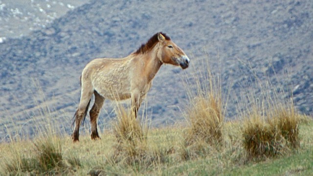 Natour Stichting - Mongolië - Przewalskipaard in de vrije natuur (© Roel Cosijn)