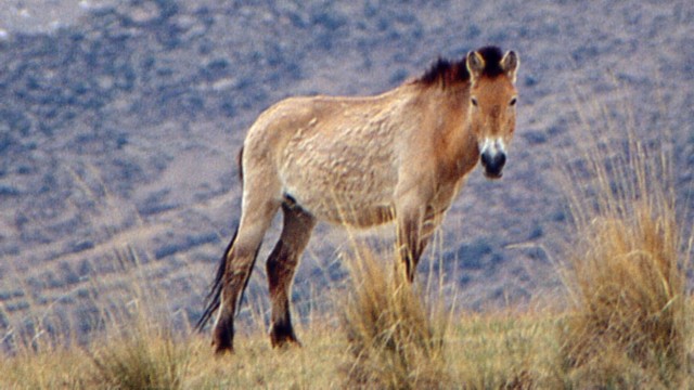 Mongolië - Przewalskipaard in de vrije natuur (© Roel Cosijn)