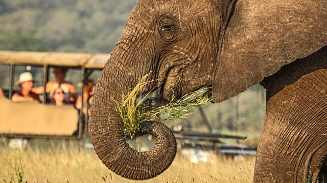 Op safari in Afrika - Foto: Nicholas Murawski op Unsplash