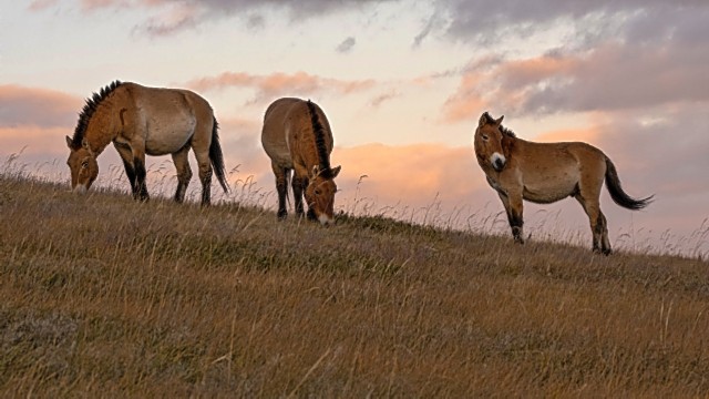 Przewalskipaarden in Mongolië - Foto Lightscape op Unsplash