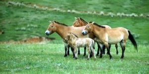 Przewalskipaarden op de Hustain Nuruu bergsteppe in Mongolië