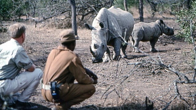 Natour Stichting - Swaziland witte neurshoorns - Foto © Roel Cosijn