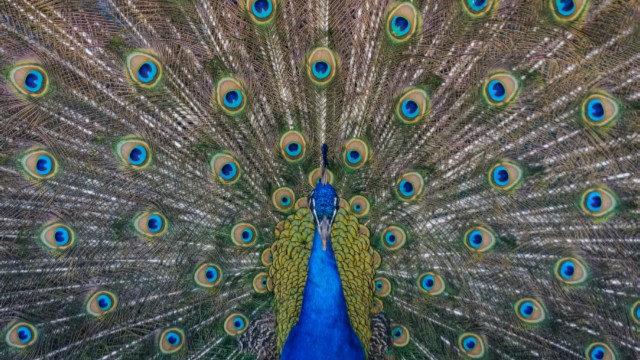 Vogelfestival - Foto Steve Harvey op Unsplash 640x360